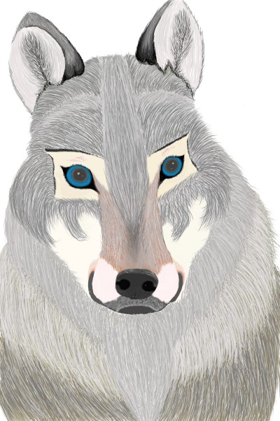 wolf  | Saffron | Digital Drawing | PENUP