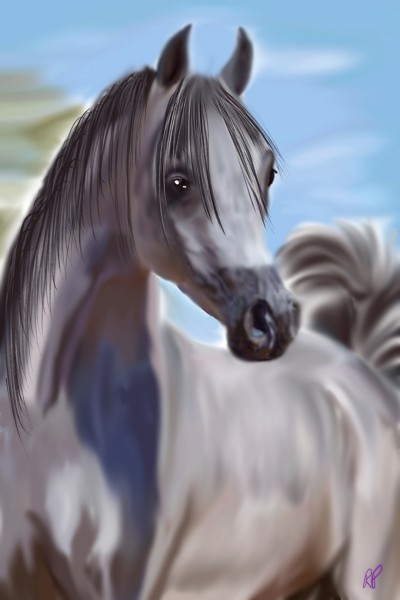 Arabian horse | Rebecca | Digital Drawing | PENUP