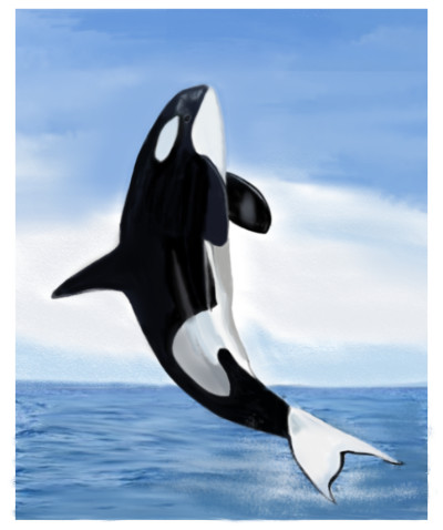 killer whale in sea | mid0 | Digital Drawing | PENUP