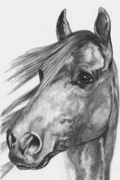 horse head side looking  | dusty | Digital Drawing | PENUP