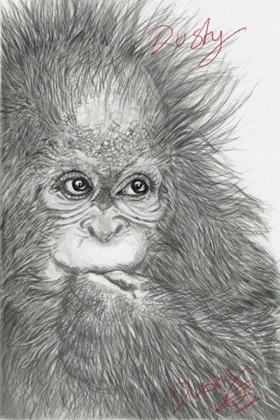 baby orangutan eating( in pencil) | dusty | Digital Drawing | PENUP