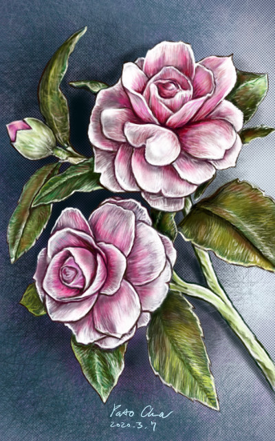 Camellia (동백 ツバキ) | Pato.Cha | Digital Drawing | PENUP