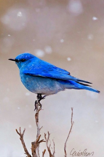 Bluebird - Harbinger of spring | LEVIATHAN | Digital Drawing | PENUP