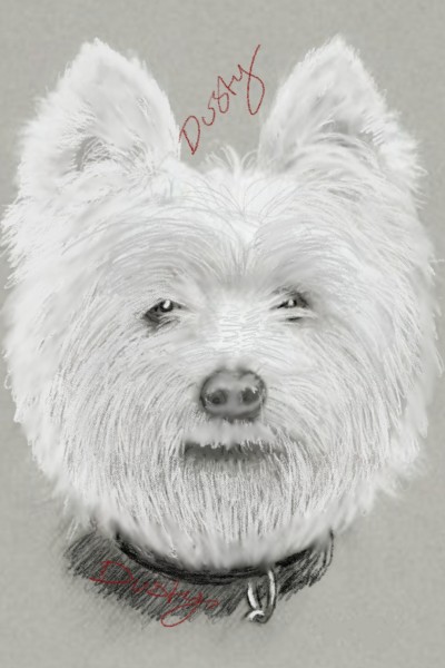 little Scot the scottish terrier | dusty | Digital Drawing | PENUP