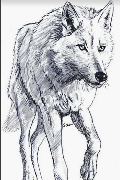 Wolf | CristinaCriss | Digital Drawing | PENUP