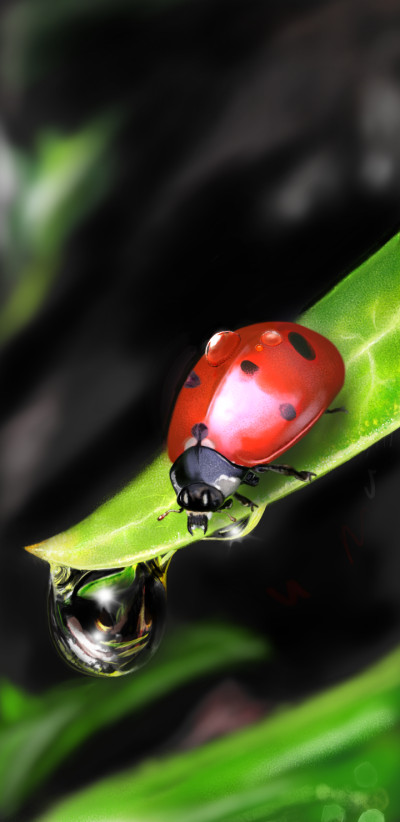 ladybug and water drop  | mid0 | Digital Drawing | PENUP