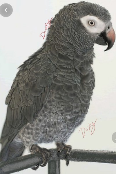 african grey parrot on metal frame | dusty | Digital Drawing | PENUP