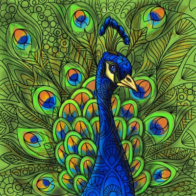 peacock | ZEVRYNT | Digital Drawing | PENUP