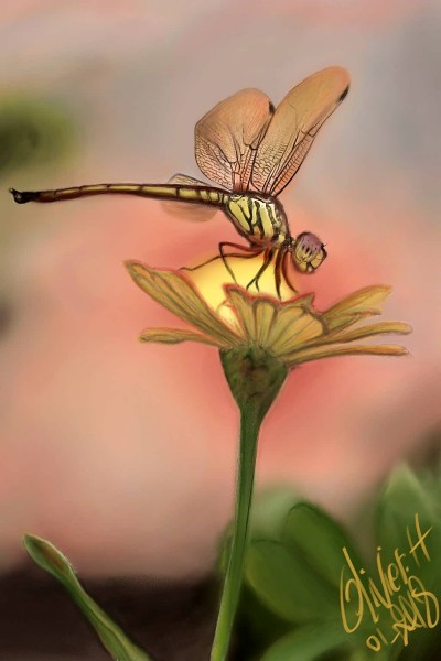 Dragonfly | artgraphit | Digital Drawing | PENUP