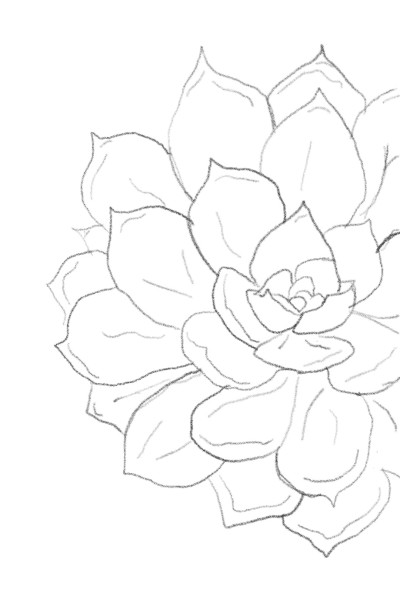 succulent sketch | gabsdrawings | Digital Drawing | PENUP