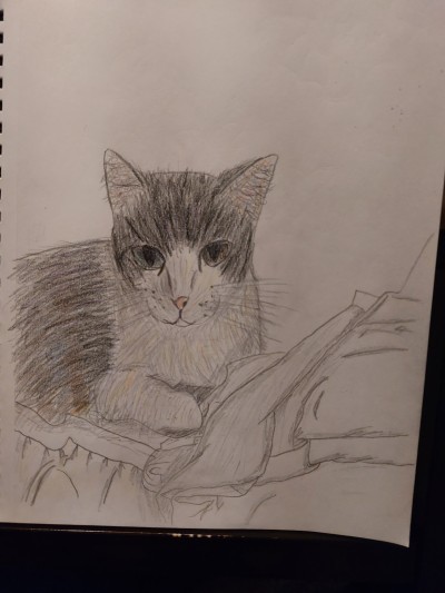 Hook (my cat) sketch | Urclues | Digital Drawing | PENUP