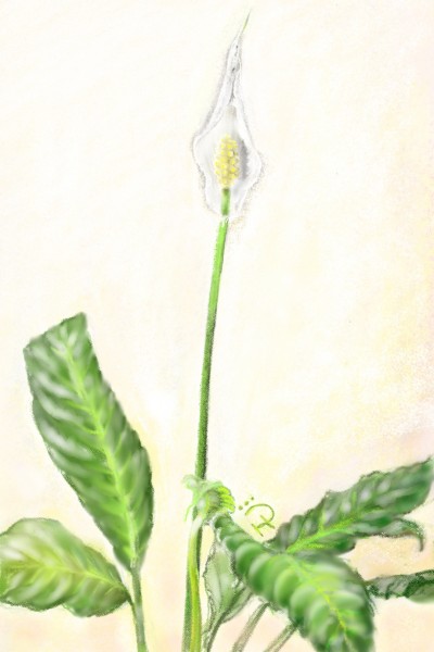 Peace Lily | Nokhong | Digital Drawing | PENUP