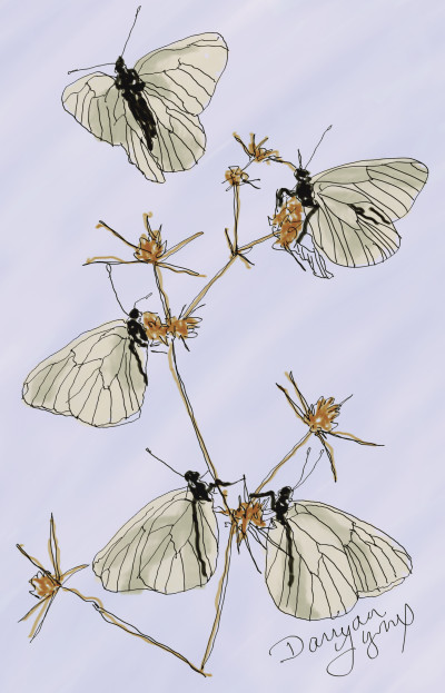White Butterflies | missdarrian | Digital Drawing | PENUP
