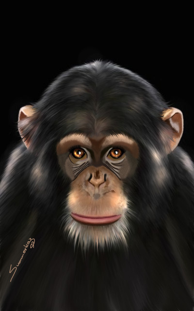 Chimpanzee  | SummerKaz | Digital Drawing | PENUP