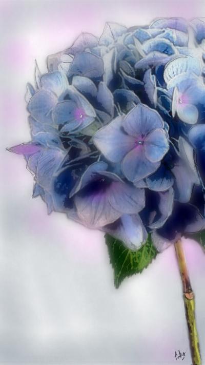 Blue Hydrangea | pako | Digital Drawing | PENUP