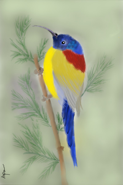 colorful bird♡ | arpu | Digital Drawing | PENUP