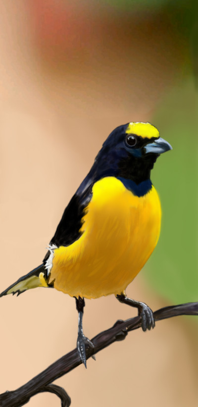 yellow bird  | mid0 | Digital Drawing | PENUP