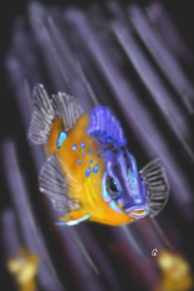 little fish | Elizabeth | Digital Drawing | PENUP