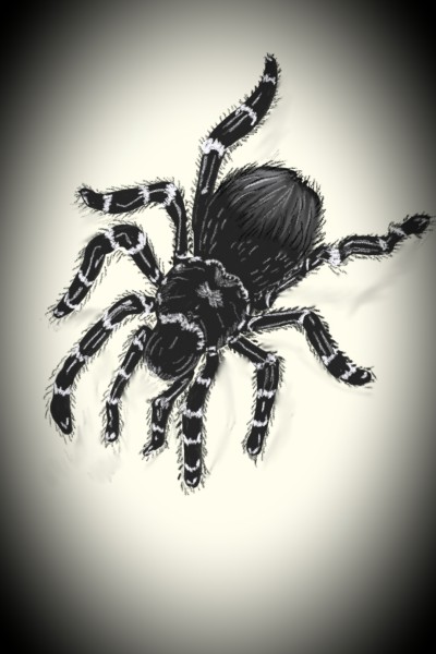 spider | Lozly | Digital Drawing | PENUP