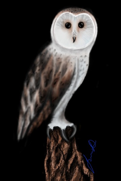 Snowy Owl | JennD | Digital Drawing | PENUP