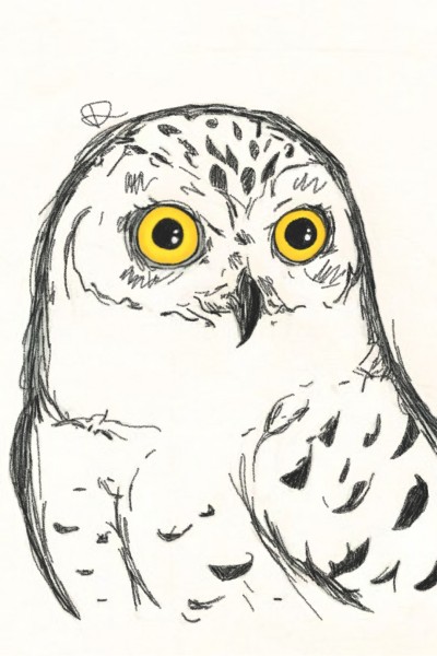 owl | Dominika | Digital Drawing | PENUP