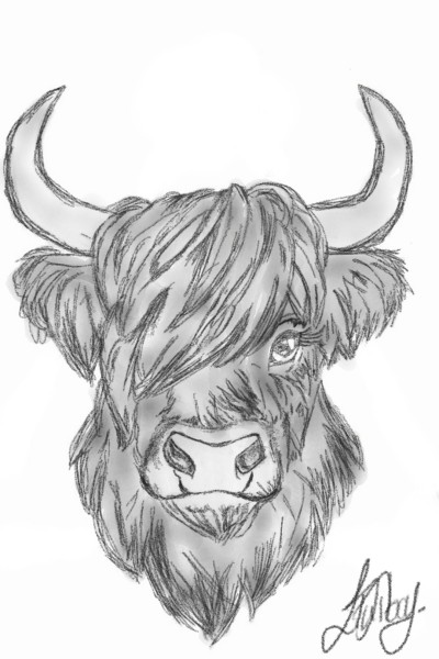 Highland Cow | Lucy | Digital Drawing | PENUP