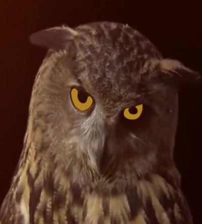 OWL | D.Major | Digital Drawing | PENUP