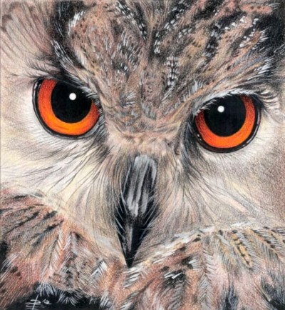 Owl | ambar | Digital Drawing | PENUP