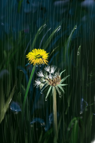비 오는 날 민들레 | sunny | Digital Drawing | PENUP