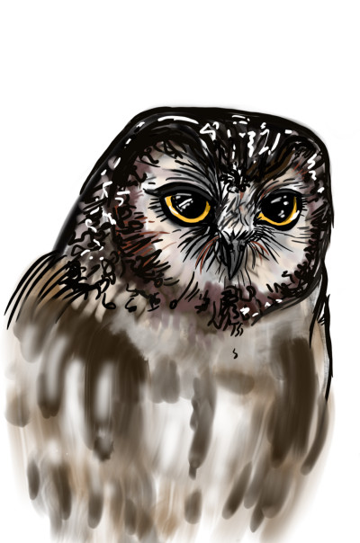 owl | Daria | Digital Drawing | PENUP