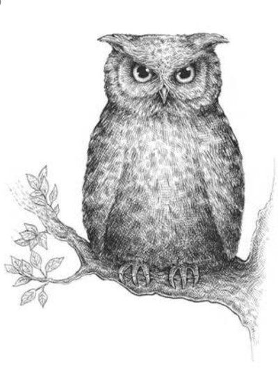  owl | thanshi | Digital Drawing | PENUP