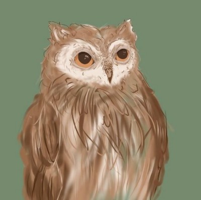 Little owl dude  | BasementDweller | Digital Drawing | PENUP