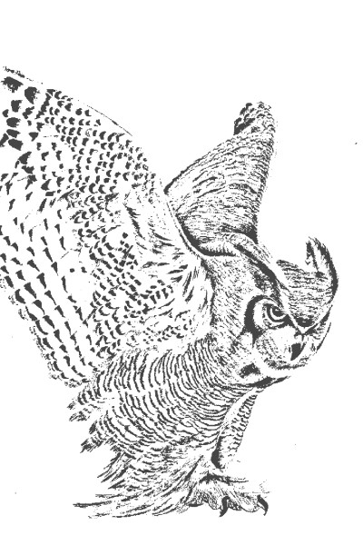 OWL | Alex | Digital Drawing | PENUP