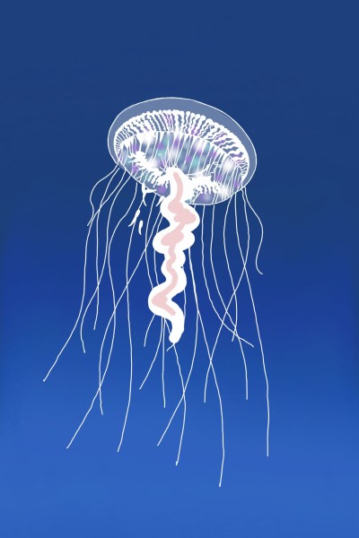 Bioluminescent Jelly Fish  | NuttyByNature | Digital Drawing | PENUP