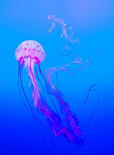 a pink colour jellyfish | velletgirl | Digital Drawing | PENUP