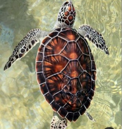 turtle #turtlechallenge  | senin1121 | Digital Drawing | PENUP