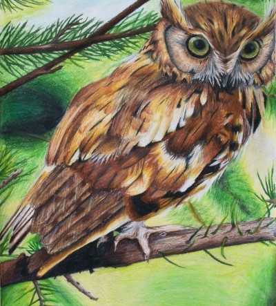 owl | Maryam123 | Digital Drawing | PENUP