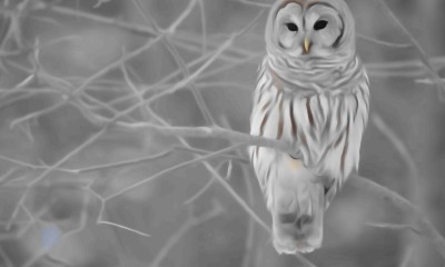 Owl | FlamingiDingi | Digital Drawing | PENUP